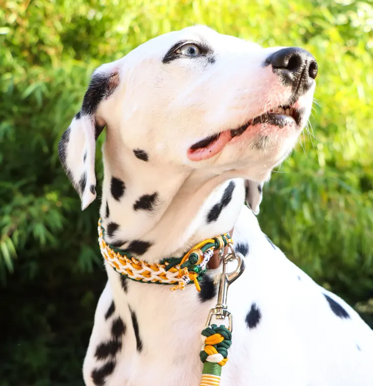 Collar de paracord 3